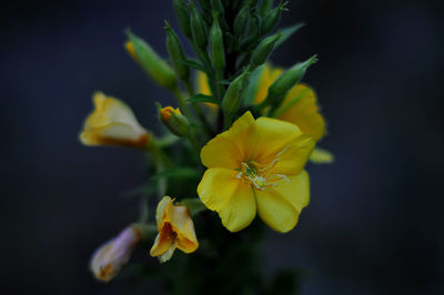 Close-up of yellow flowers blooming outdoors