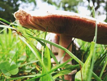 Close-up of mushroom in grass