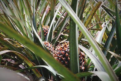 Close-up of plants growing on field