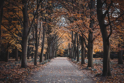 Footpath amidst trees during autumn