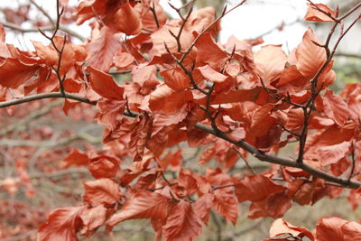 Close-up of autumns leaves on tree