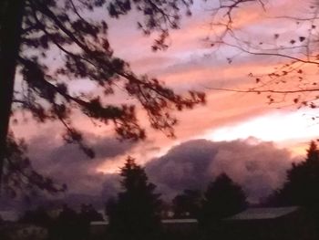 Low angle view of silhouette trees against sky during sunset