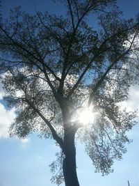 Low angle view of trees against sky