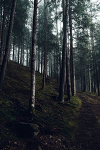 Moody forest in carinthia