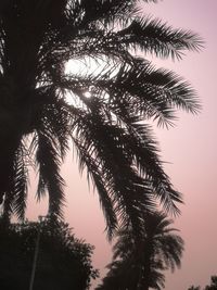 Low angle view of palm tree against clear sky
