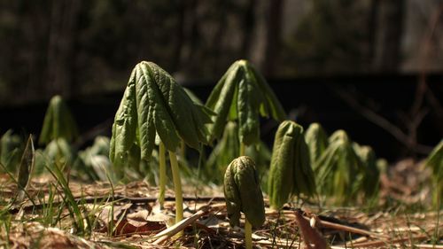 Close-up of plants