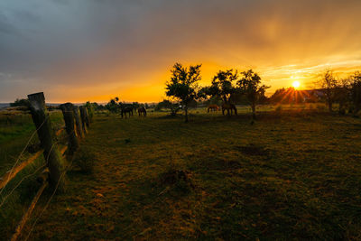 Trees on field against sky during sunset