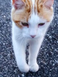 Close-up of cat looking down