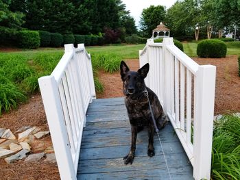 Portrait of dog in yard