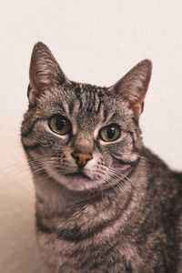 Close-up portrait of a cat against white background