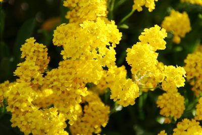 Close-up of yellow flowers blooming outdoors