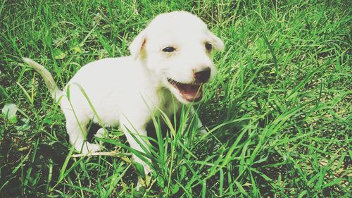 Close-up of dog on field