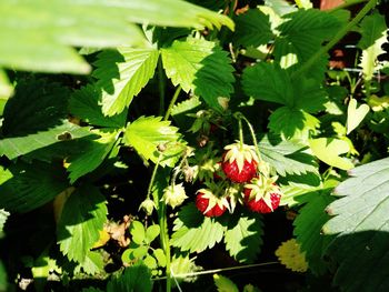 Close-up of red flowers