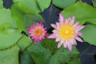 Close-up of pink water lily