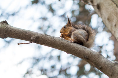 Low angle view of squirrel on tree