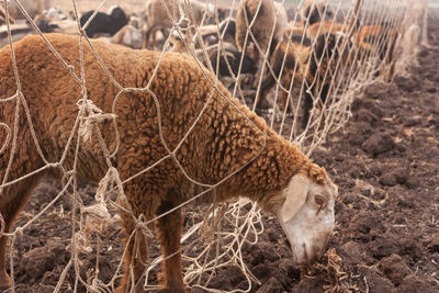 Sheep in a field