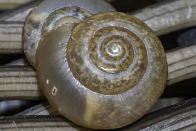 Close-up of snail