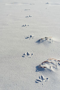 A bird's tracks in the sand in kejimkujik national park seaside, nova scotia, canada