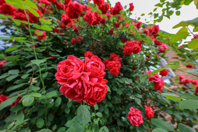 Close-up of red flowering plant