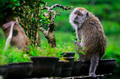 Monkey sitting on a tree