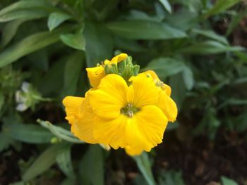 Close-up of yellow flower blooming outdoors