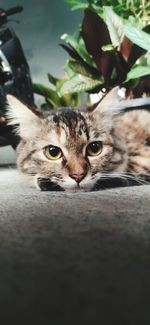 Portrait of cat relaxing outdoors