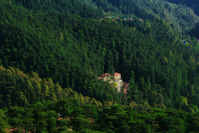 Aerial view of house surrounded by trees