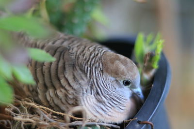 Close-up of parrot