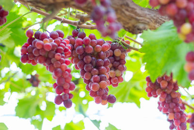 Close-up of grapes growing on tree