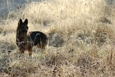 Dog on field