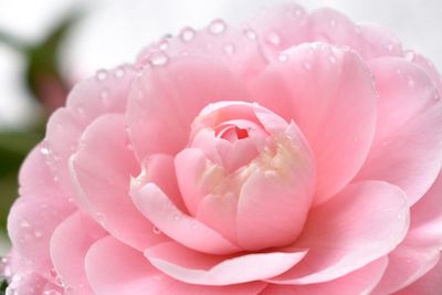 Close-up of wet pink rose