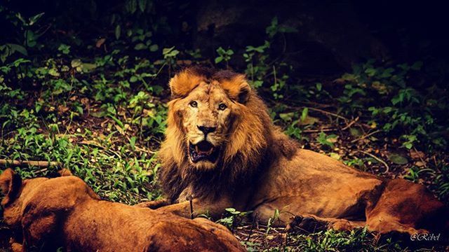 animal themes, mammal, one animal, domestic animals, grass, brown, relaxation, field, sitting, plant, portrait, nature, pets, no people, looking at camera, outdoors, day, rock - object, resting, zoology