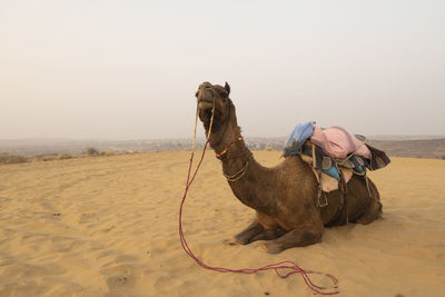 View of a horse on sand at beach against sky