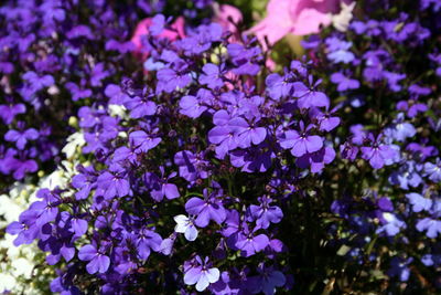 Close-up of purple flowering plants