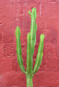 Close-up of fresh green plant