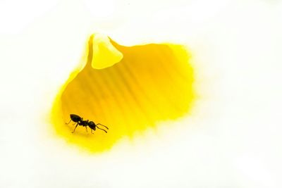 Close-up of insect on wall