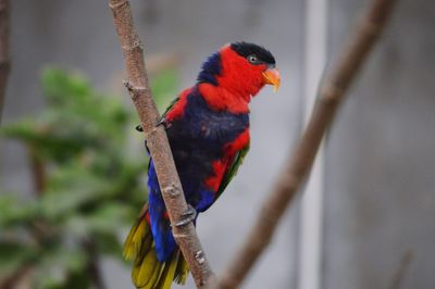 Close-up of parrot perching on branch