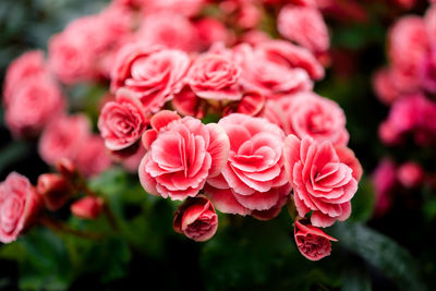 Closeup of beautiful red flowers in the garden