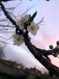 Close-up of cherry blossoms in spring