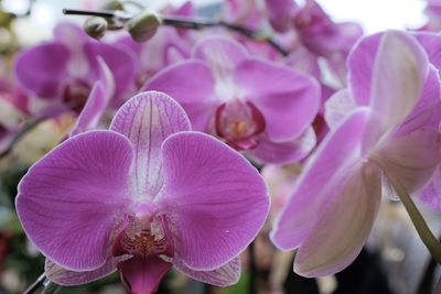 Close-up of pink orchids