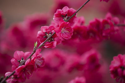 Close-up of pink flowers on branch
