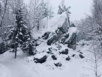 Snow covered trees on field