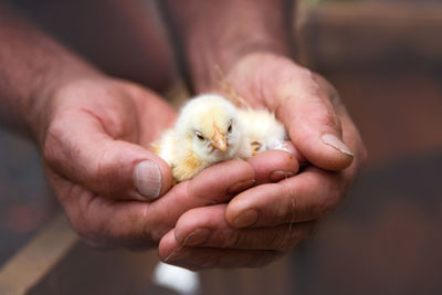 Cropped image of hands holding baby chicken