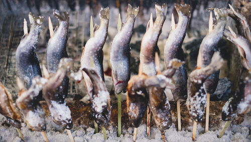 High angle view of fish for sale