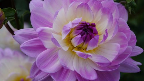 Close-up of purple flower