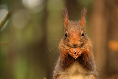 Close-up portrait of squirrel