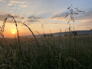 Scenic view of field against sky during sunset