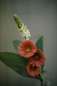 Close-up of flowering plant against white background