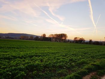 Scenic view of field against sky during sunset