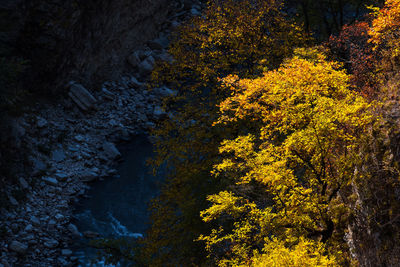 Trees in forest